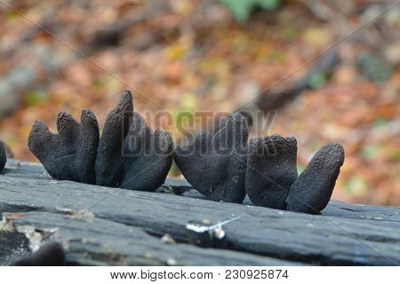 Dead Man's Fingers Mushroom