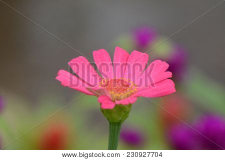 A  Beautiful Pink Aster Flower (at Javanese Called Kertas Flower) With Bokeh Background. Macro Natur