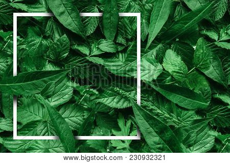Creative Layout Of Leaves With A Paper Border. Flat Lay. Nature Concept.