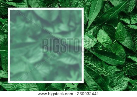 Creative Layout Of Leaves With A Paper Border. Flat Lay. Nature Concept.