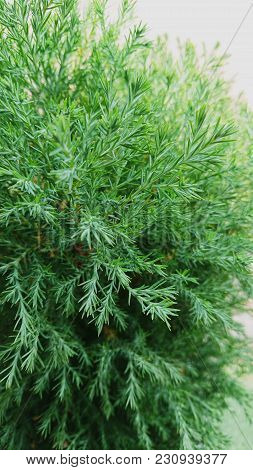 Dwarf Pine Trees And Green Pine Trees.
