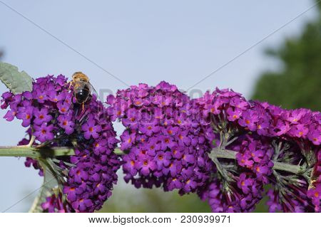 Buddleja Davidii Also Called Butterfly Tree The Most Famous Lilac Garden Bush Or Tree