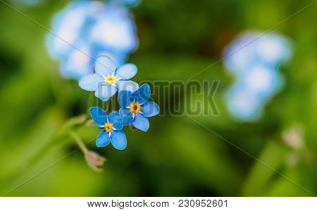 Water Forget-me-not Myosotis Scorpioides Myosotis Palustris Myosotis Flower. Spring Flower Backgroun