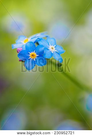 Water Forget-me-not Myosotis Scorpioides Myosotis Palustris Myosotis Flower. Spring Flower Backgroun