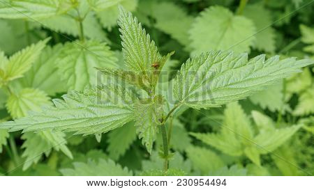 A Bunch Of Common Nettles In The Ground.