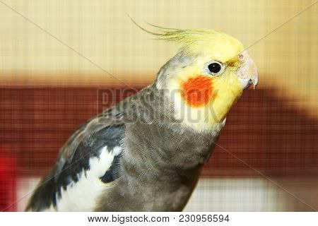 The Cockatiel (nymphicus Hollandicus).
The Cockatiel, Also Known As The Quarrion, Is A Bird That Is 