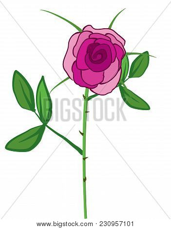 Rose Flower Plant Leaves Garden Stem Pink Green Transparent Background Petals Thorns