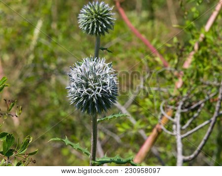 Blossom Of Great Globe-thistle Or Echinops Sphaerocephalus Close-up, Selective Focus, Shallow Dof.