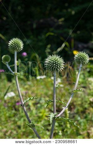 Flower Buds Of Great Globe-thistle Or Echinops Sphaerocephalus Close-up, Selective Focus, Shallow Do