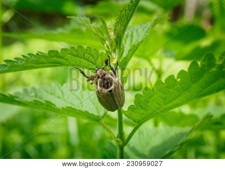 Cute Shaggy May Beetle Grows In The Sun. The Maybug Sits On The Stalk Of The Nettle. Cockchafer In N
