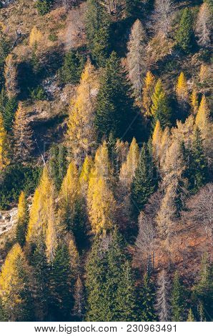 Hillside With Larch Trees In The Autumn
