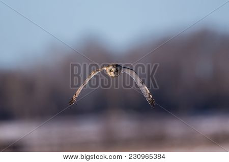 Short Eared Owl Close Up Flying Straight At Viewer With Soft Forest Background