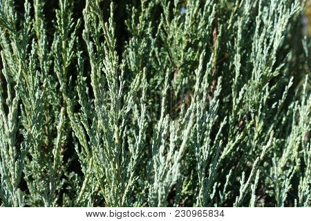 Close View Of Foliage Of Juniperus Virginiana Blue Arrow