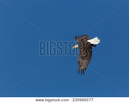One Mature Bald Eagle Performing A Dramatic Feather Raising Turn In Blue Sky, Top Side View