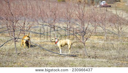 American Staffordshire Terrier