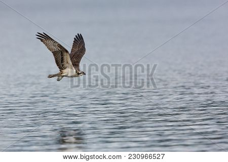 One Young Osprey In Flight Over Water Wings Up After An Attempt At A Fishing Dive