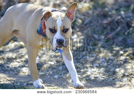 American Staffordshire Terrier Dog, In Nature