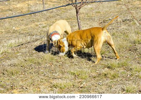 American Staffordshire Terrier