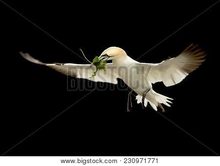 Northern Gannet In Flight With Nest Material, Uk.