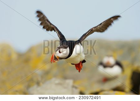 Atlantic Puffin (fratercula Arctica) In Flight, Noss, Shetland Islands, Scotland, Uk.