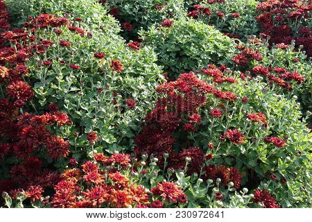 Globose Bushes Of Chrysanthemum With Red Flowers And Buds