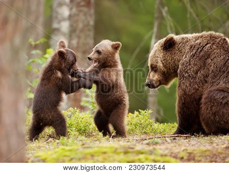 Eurasian Brown Bear (ursos Arctos) Female And Her Playful Cubs At The Edge Of A Boreal Forest, Finla