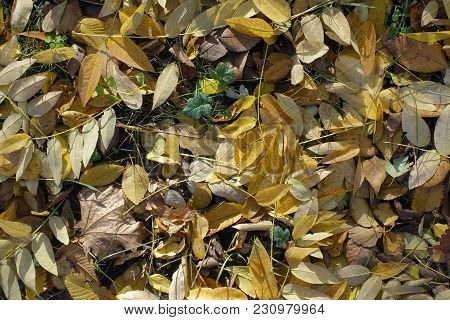 Brown, Yellow, Beige Fallen Leaves  From Above