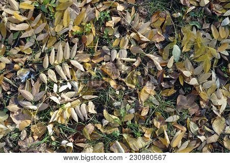 Grassplot Covered With Lots Of Fallen Leaves