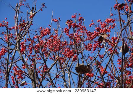 Leafless Branches Of Whitebeam With Red Berries Against Blue Sky