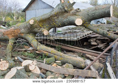 The Tree That Have Fallen On The Roof Of The House After The Storm And Damaged It.