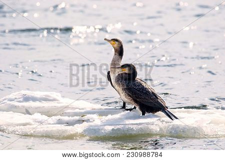 Image Of A Bird Of Phalacrocorax Auritus Floating On An Ice Floe On A River