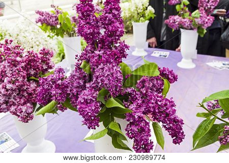 Lilac Of The Species Of Charles Joly (mme Lemoine)  In A Bouquet