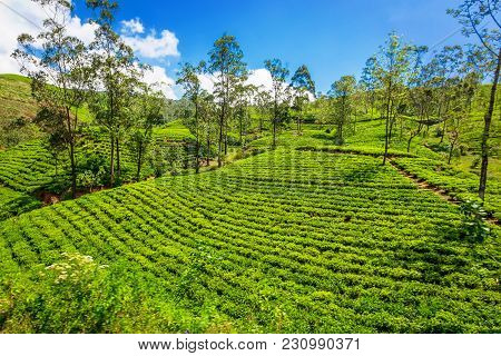Green Plantation Of Ceylon Tea. Bright Terraced Fields Of Tea Plants In Sri Lanka