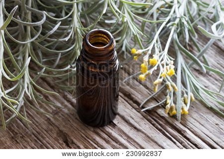 A Dark Bottle Of Helichrysum Italicum Essential Oil With Fresh Blooming Helichrysum Twigs