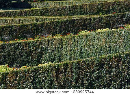 Summer Trimmed Evergreen Boxwood In Park Hillside. Composition From Plants On A Green Grass Lawn. So