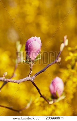 Decoration Of Few Magnolia Flowers. Pink Magnolia Flower. Magnolia. Magnolia Flower