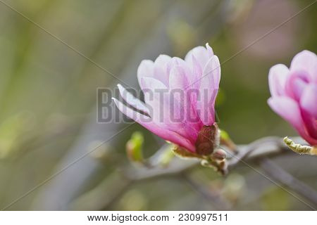 Decoration Of Few Magnolia Flowers. Pink Magnolia Flower. Magnolia. Magnolia Flower