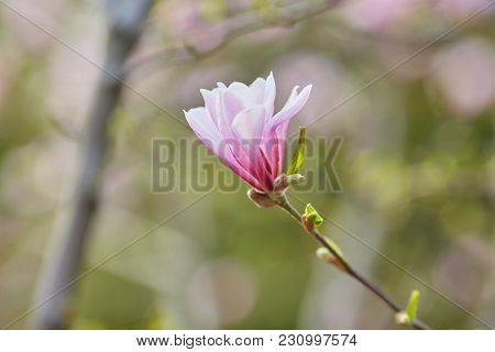 Decoration Of Few Magnolia Flowers. Pink Magnolia Flower. Magnolia. Magnolia Flower