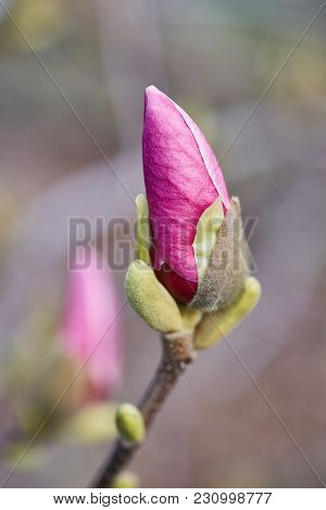 Decoration Of Few Magnolia Flowers. Pink Magnolia Flower. Magnolia. Magnolia Flower