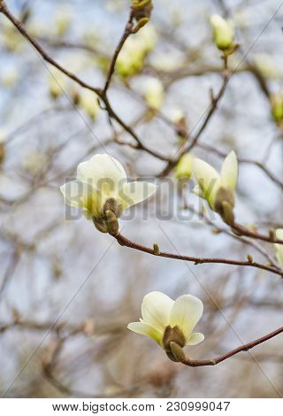 White Magnolia Flowering Background. Botanical Background. Magnolia Blossom In The Garden.
