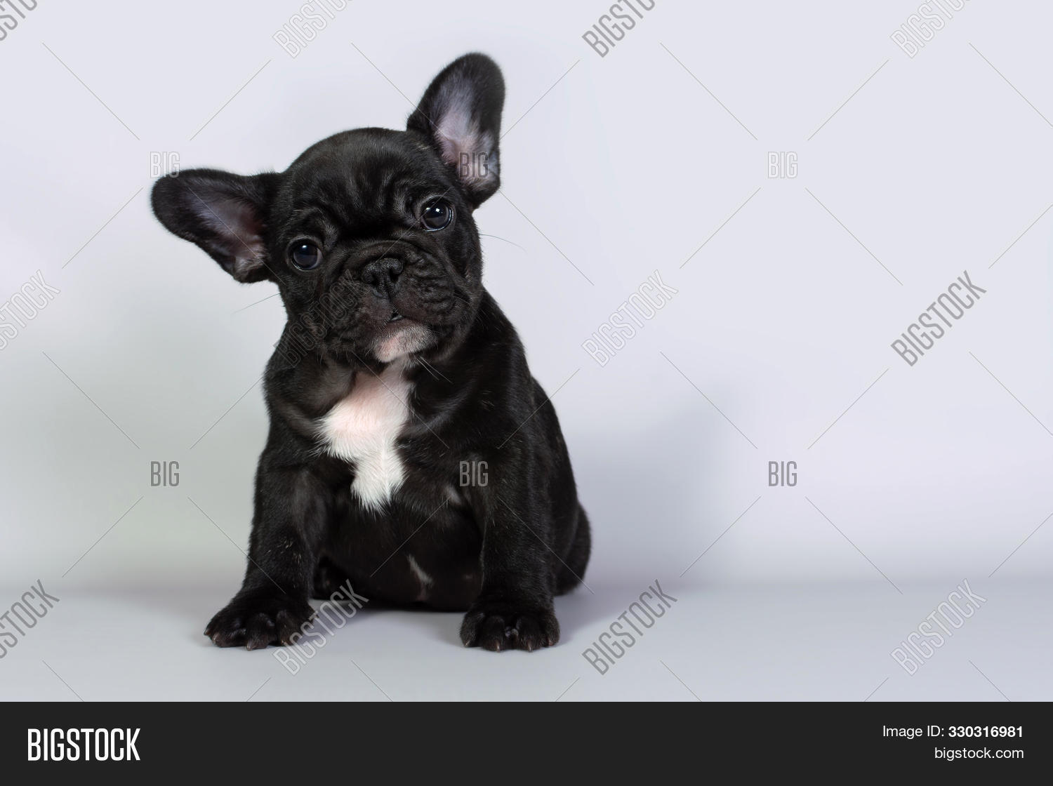 Get Wallpaper French Bulldog Puppy Image Photo Free Trial Bigstock For iPhone