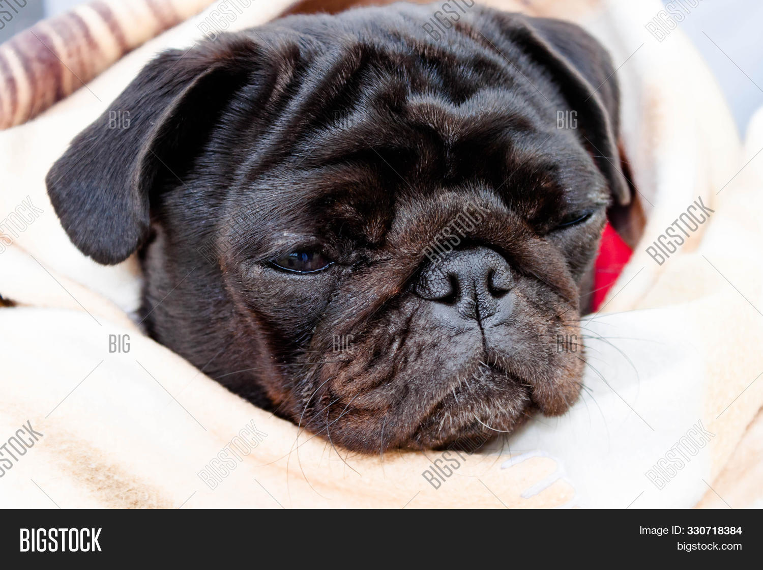 black pug blanket
