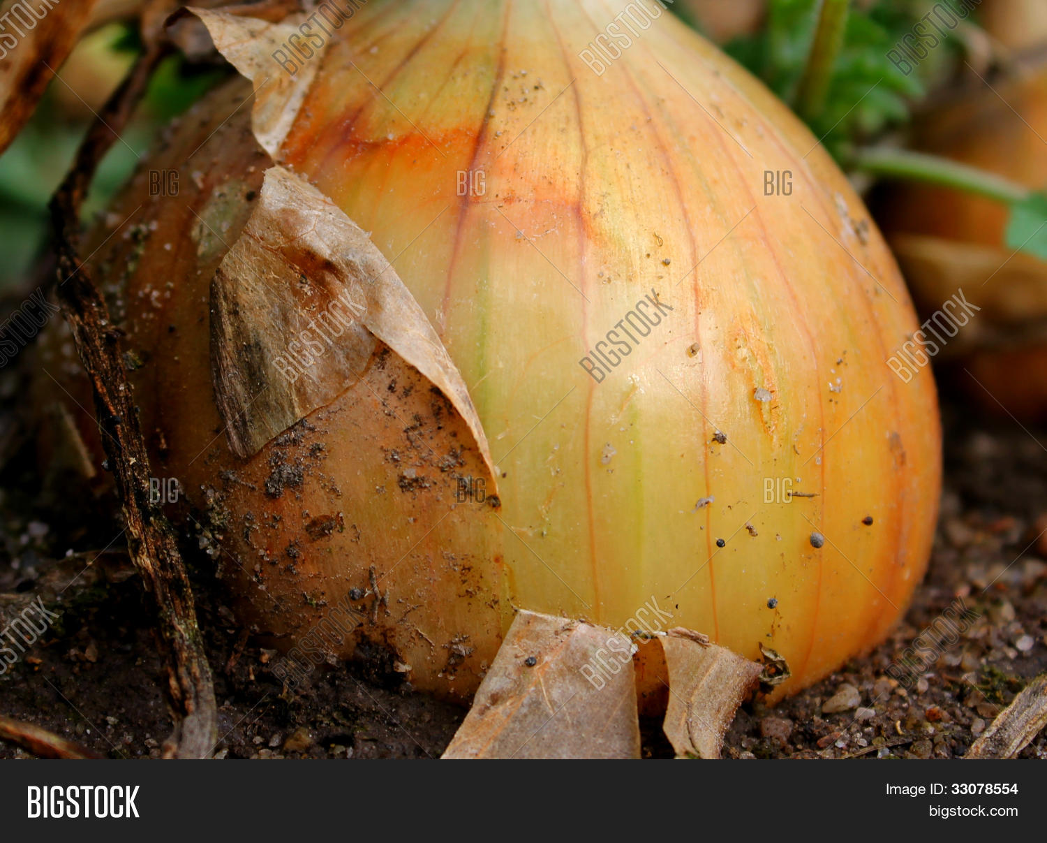 Image Preview