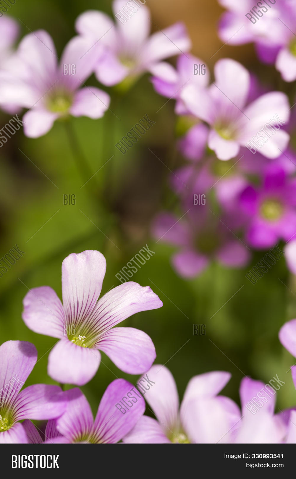 Close Violet Wood Image Photo Free Trial Bigstock