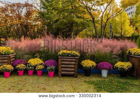 Yellow And Purple Potted Flowers In Front Of Grove Of Pink Muhly In Urban Park.