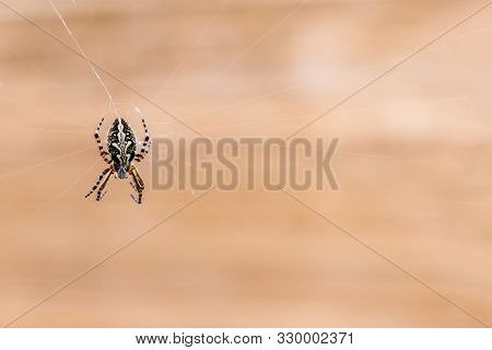 Brown Garden Spider On Cobweb With Beige Background