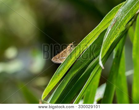 A Common Straight Swift Butterfly, Parnara Guttata, Rests On A Leaf In A Forest Preserve In Kanagawa