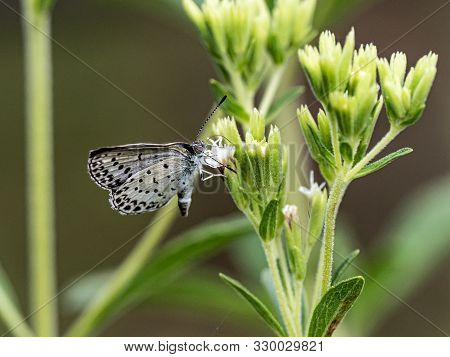 A Pale Grass Blue Butterfly, Pseudozizeeria Maha, Feeds From Small Flowers In A Forest Preserve Park