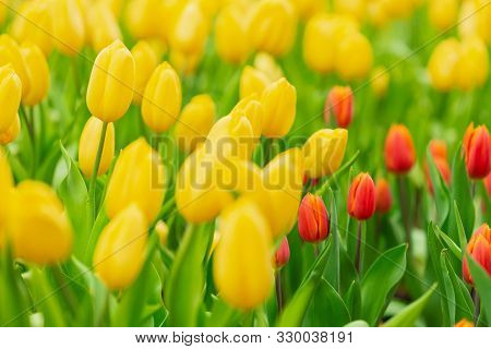 Colorful Tulips In The Flower Garden,tulip Field.