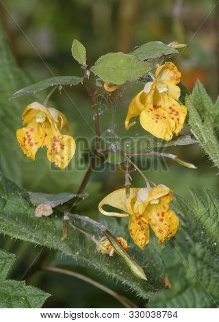 Orange Balsam - Impatiens Capensis 
Orange Or Spotted Jewelweed, Touch-me-not 
Native Of North Ameri
